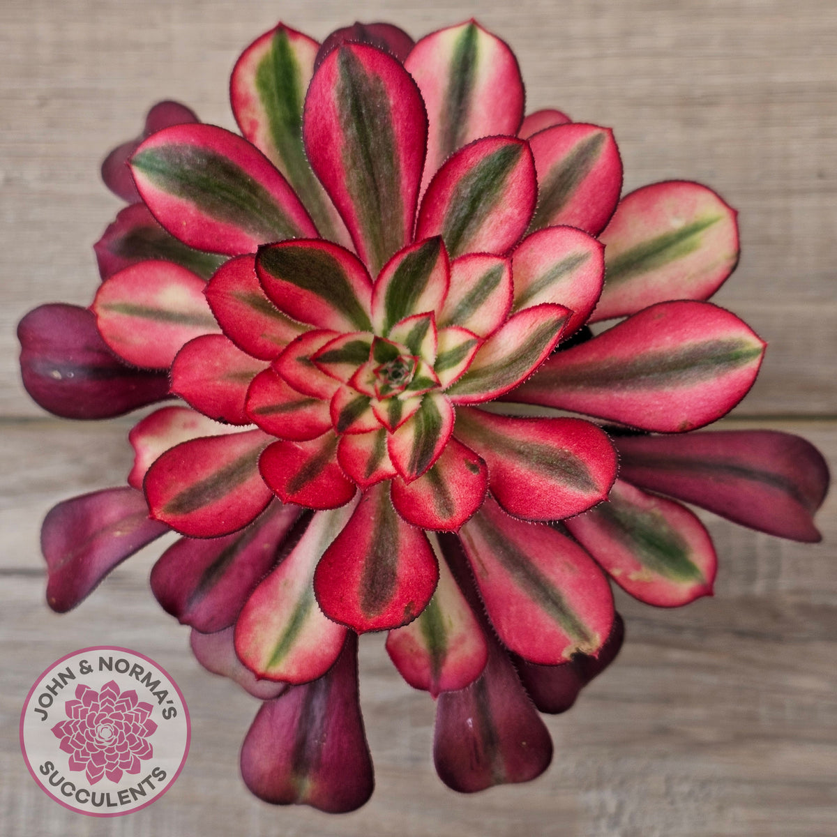 Aeonium arboreum 'Chanel'