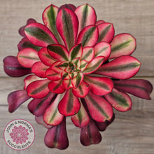Load image into Gallery viewer, Aeonium arboreum 'Chanel'