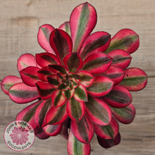 Load image into Gallery viewer, Aeonium arboreum 'Chanel'