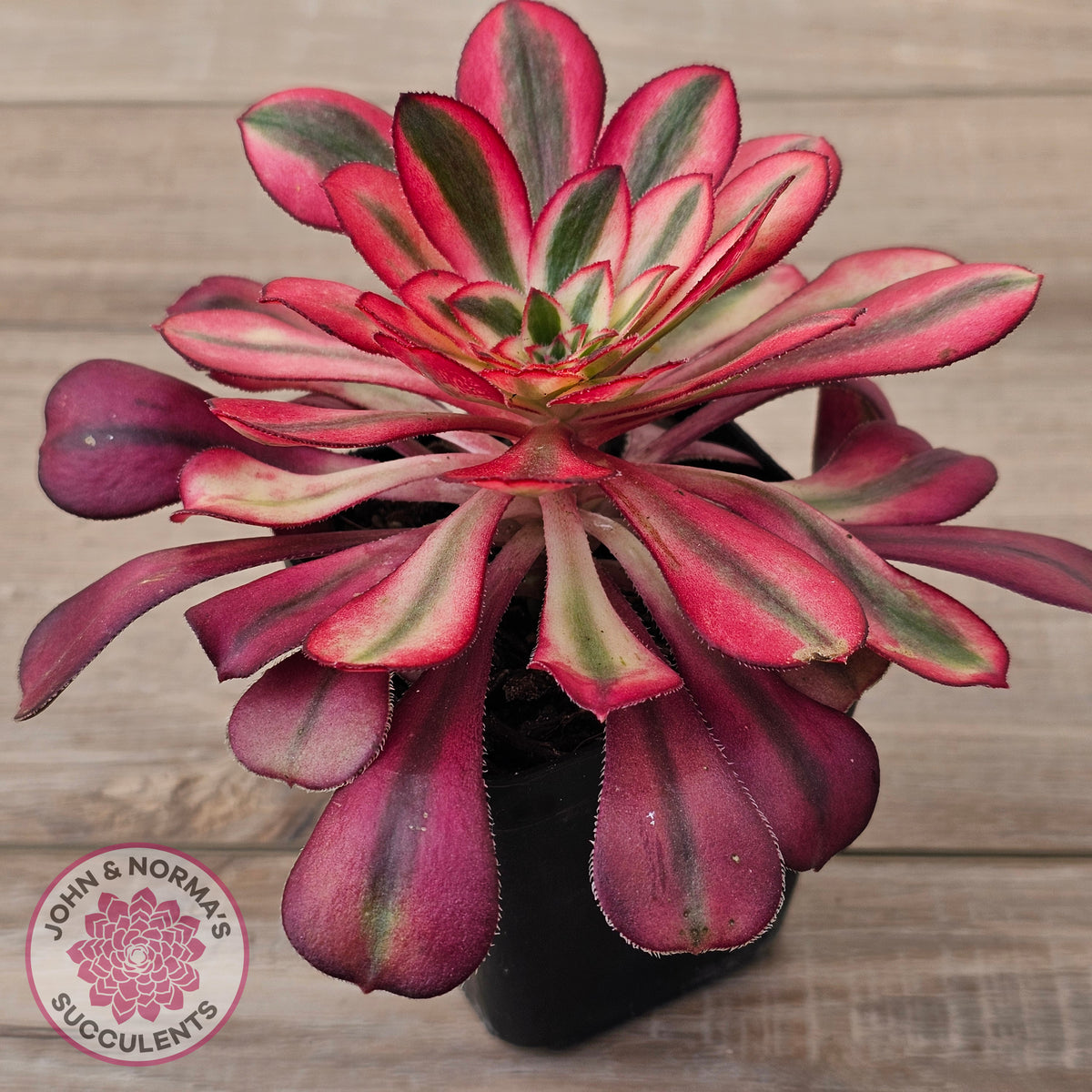 Aeonium arboreum 'Chanel'