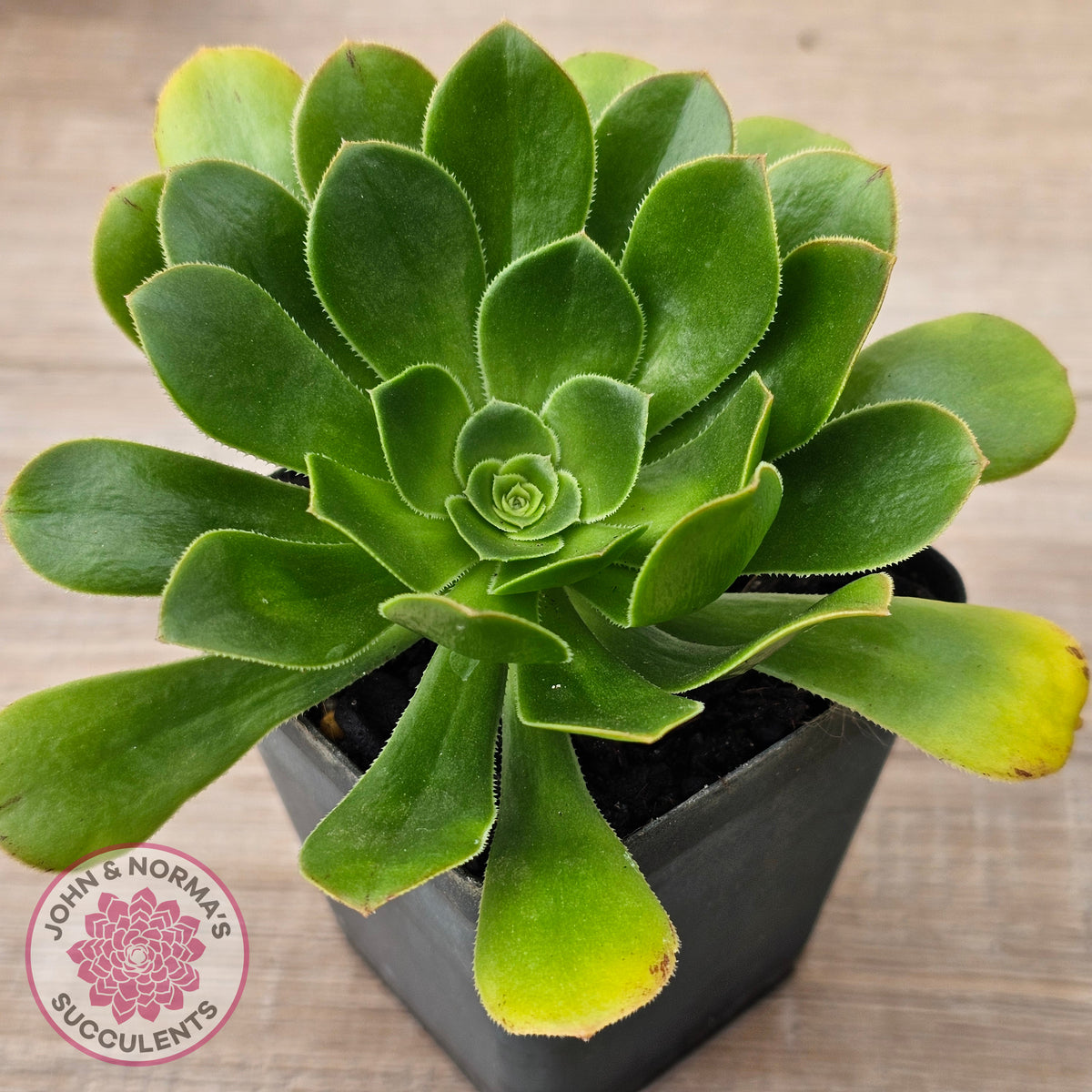 Aeonium arboreum 'Green Rose'