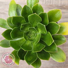 Load image into Gallery viewer, Aeonium arboreum 'Green Rose'