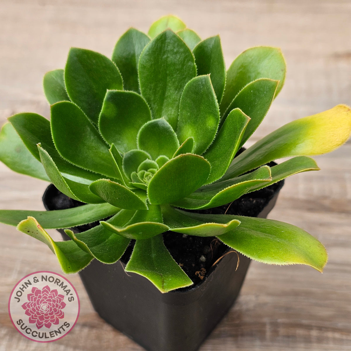 Aeonium arboreum 'Green Rose'