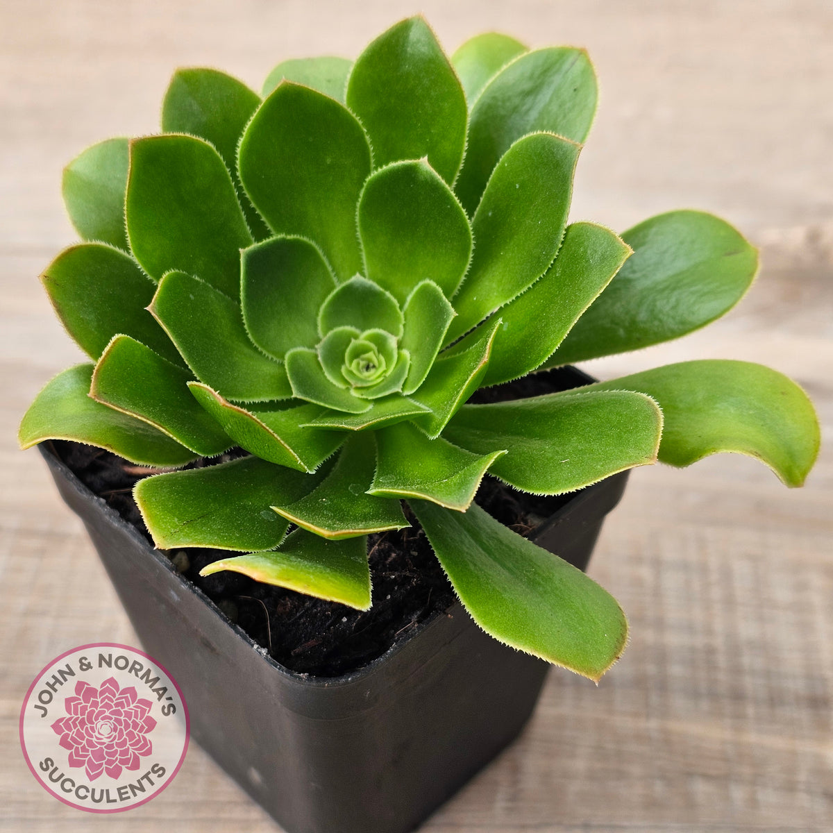 Aeonium arboreum 'Green Rose'