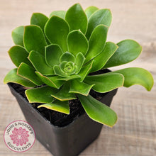 Load image into Gallery viewer, Aeonium arboreum 'Green Rose'