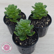 Load image into Gallery viewer, Aeonium aureum (Greenovia Aurea)