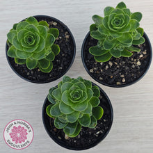 Load image into Gallery viewer, Aeonium aureum (Greenovia Aurea)
