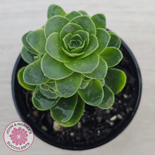 Load image into Gallery viewer, Aeonium aureum (Greenovia Aurea)