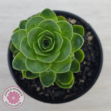 Load image into Gallery viewer, Aeonium aureum (Greenovia Aurea)
