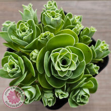 Load image into Gallery viewer, Aeonium aureum (Greenovia Aurea)