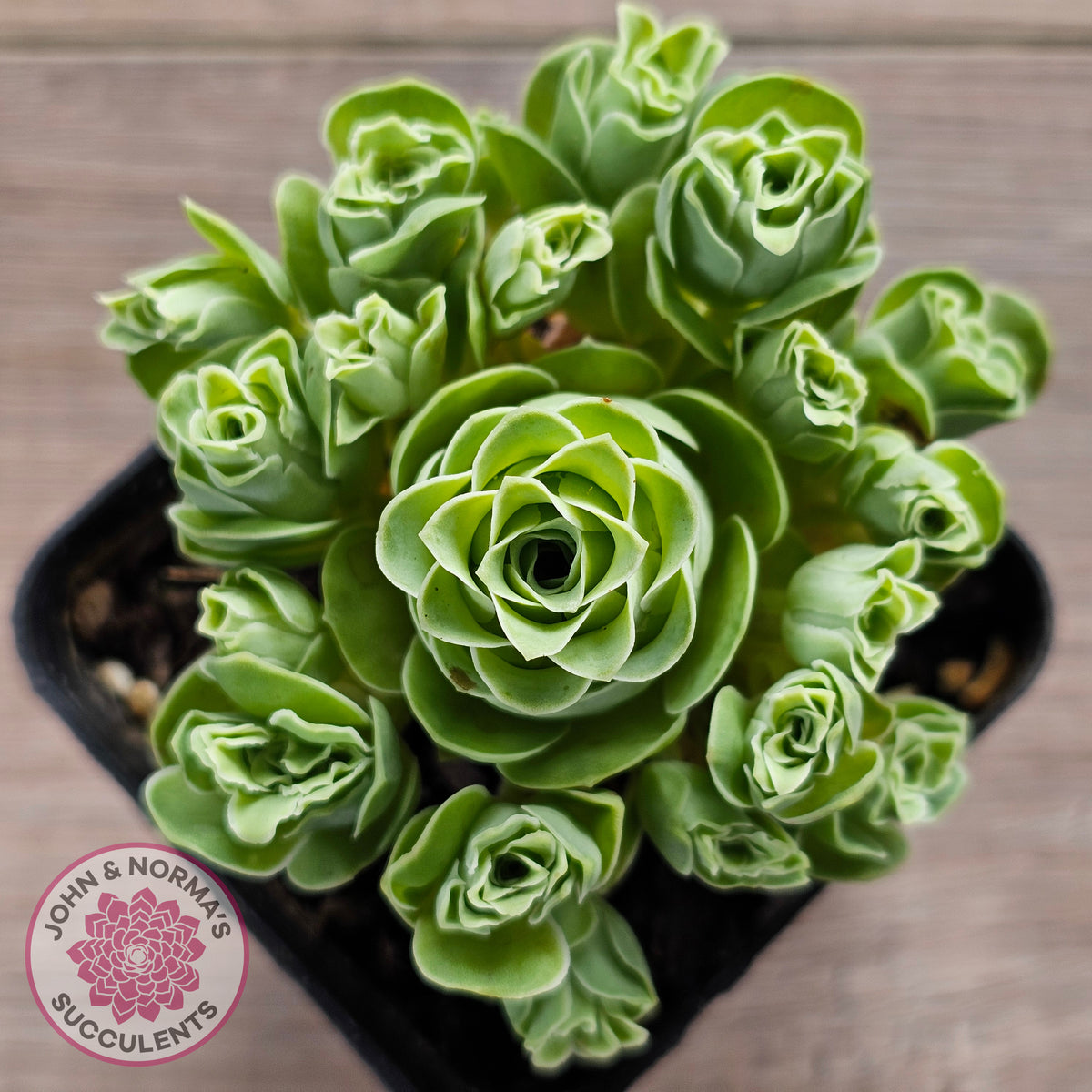 Aeonium aureum (Greenovia Aurea)