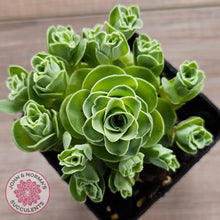 Load image into Gallery viewer, Aeonium aureum (Greenovia Aurea)