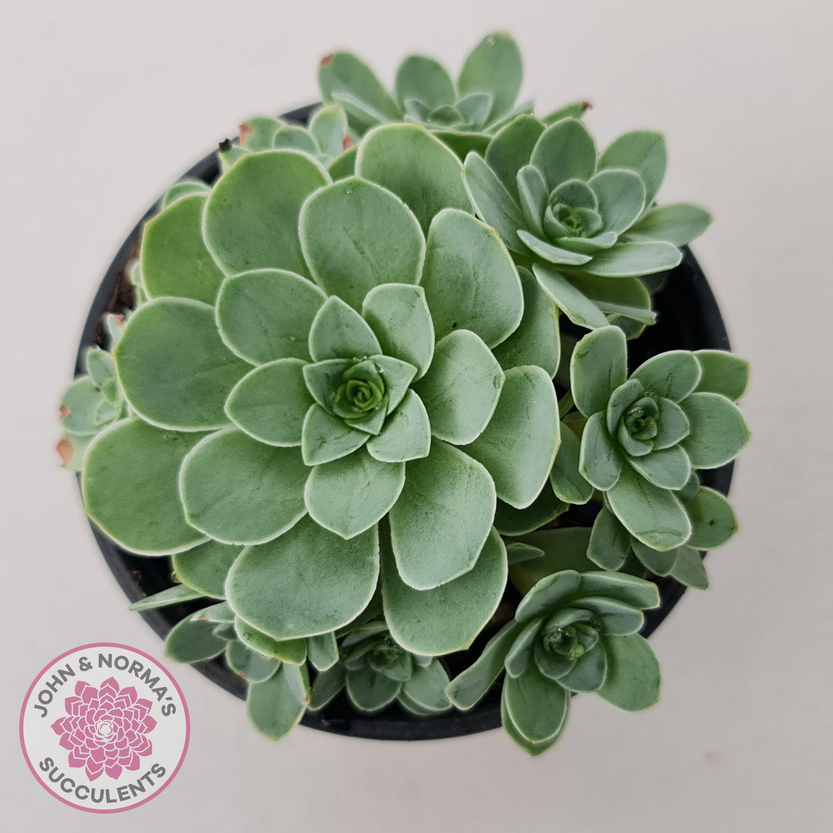 Aeonium aureum (Greenovia Aurea)