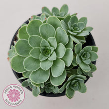 Load image into Gallery viewer, Aeonium aureum (Greenovia Aurea) - John & Norma's Succulents Australia