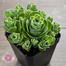 Load image into Gallery viewer, Aeonium aureum (Greenovia Aurea)