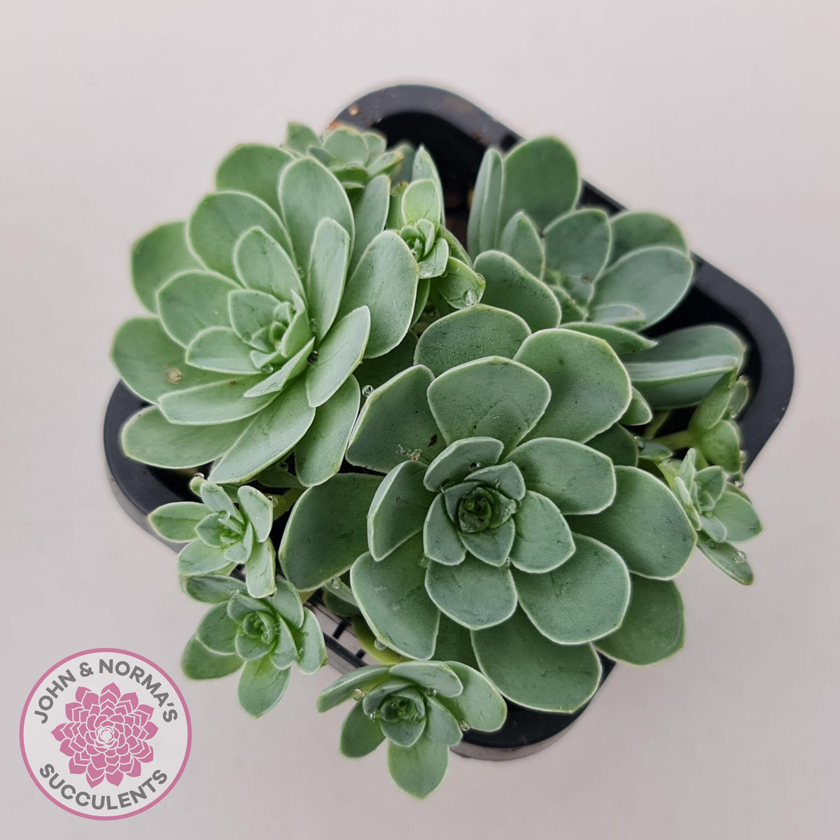 Aeonium aureum (Greenovia Aurea)