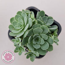 Load image into Gallery viewer, Aeonium aureum (Greenovia Aurea) - John & Norma's Succulents Australia