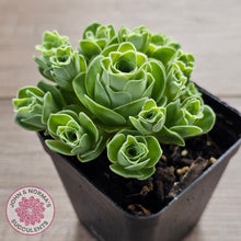 Load image into Gallery viewer, Aeonium aureum (Greenovia Aurea)