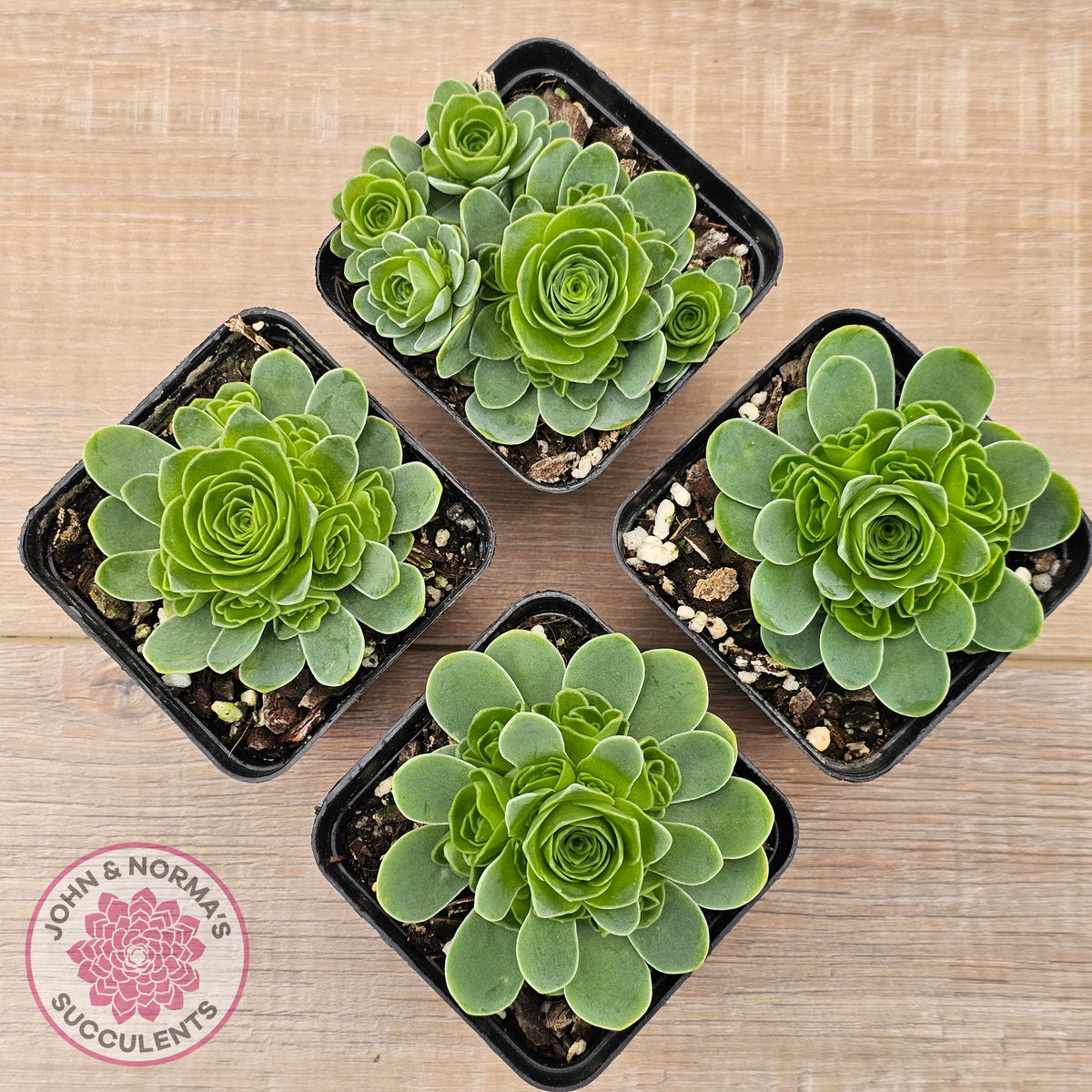 Aeonium aureum (Greenovia Aurea)