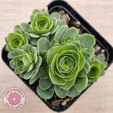 Load image into Gallery viewer, Aeonium aureum (Greenovia Aurea)