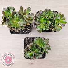 Load image into Gallery viewer, Aeonium blushing beauty crest
