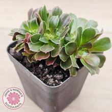 Load image into Gallery viewer, Aeonium blushing beauty crest