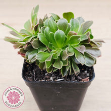 Load image into Gallery viewer, Aeonium blushing beauty crest