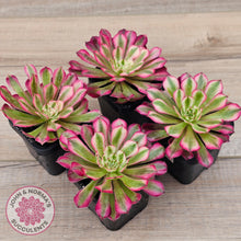 Load image into Gallery viewer, Aeonium 'Bronze Teacup'
