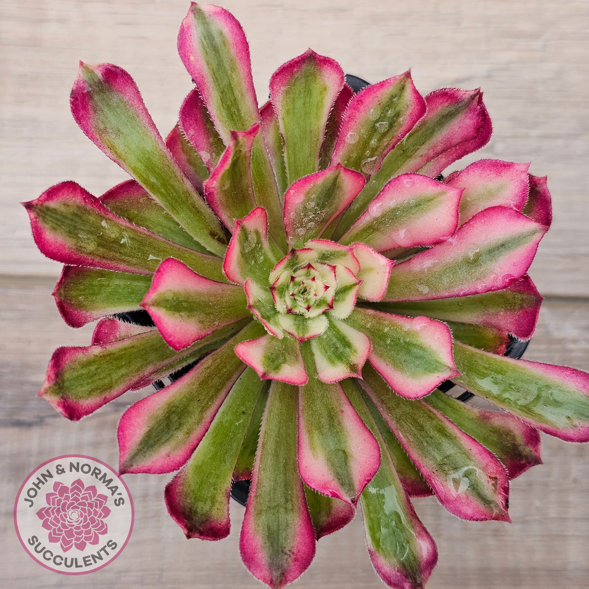 Aeonium 'Bronze Teacup'