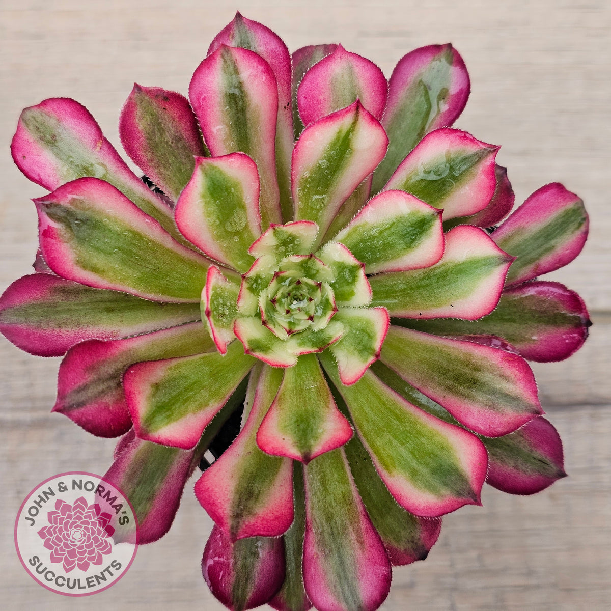 Aeonium 'Bronze Teacup'