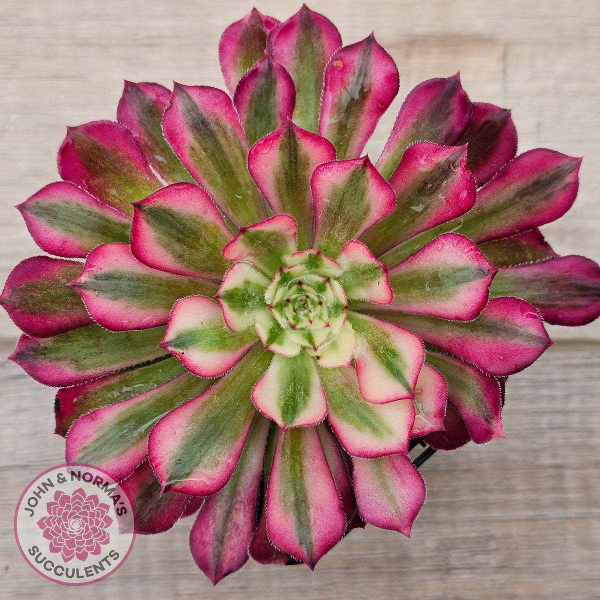 Aeonium 'Bronze Teacup'