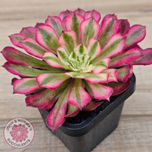 Load image into Gallery viewer, Aeonium 'Bronze Teacup'