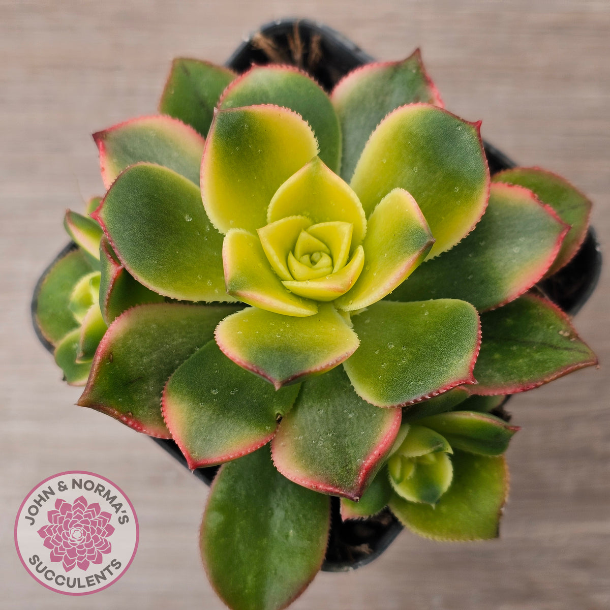 Aeonium haworthii 'Dream Color' aka 'Kiwi'