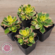 Load image into Gallery viewer, Aeonium haworthii 'Dream Color' aka 'Kiwi'