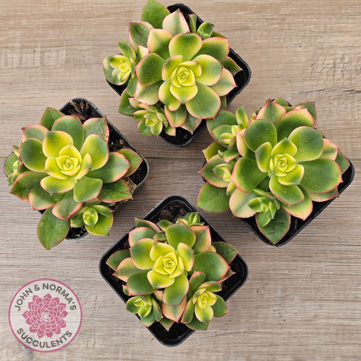 Aeonium haworthii 'Dream Color' aka 'Kiwi'