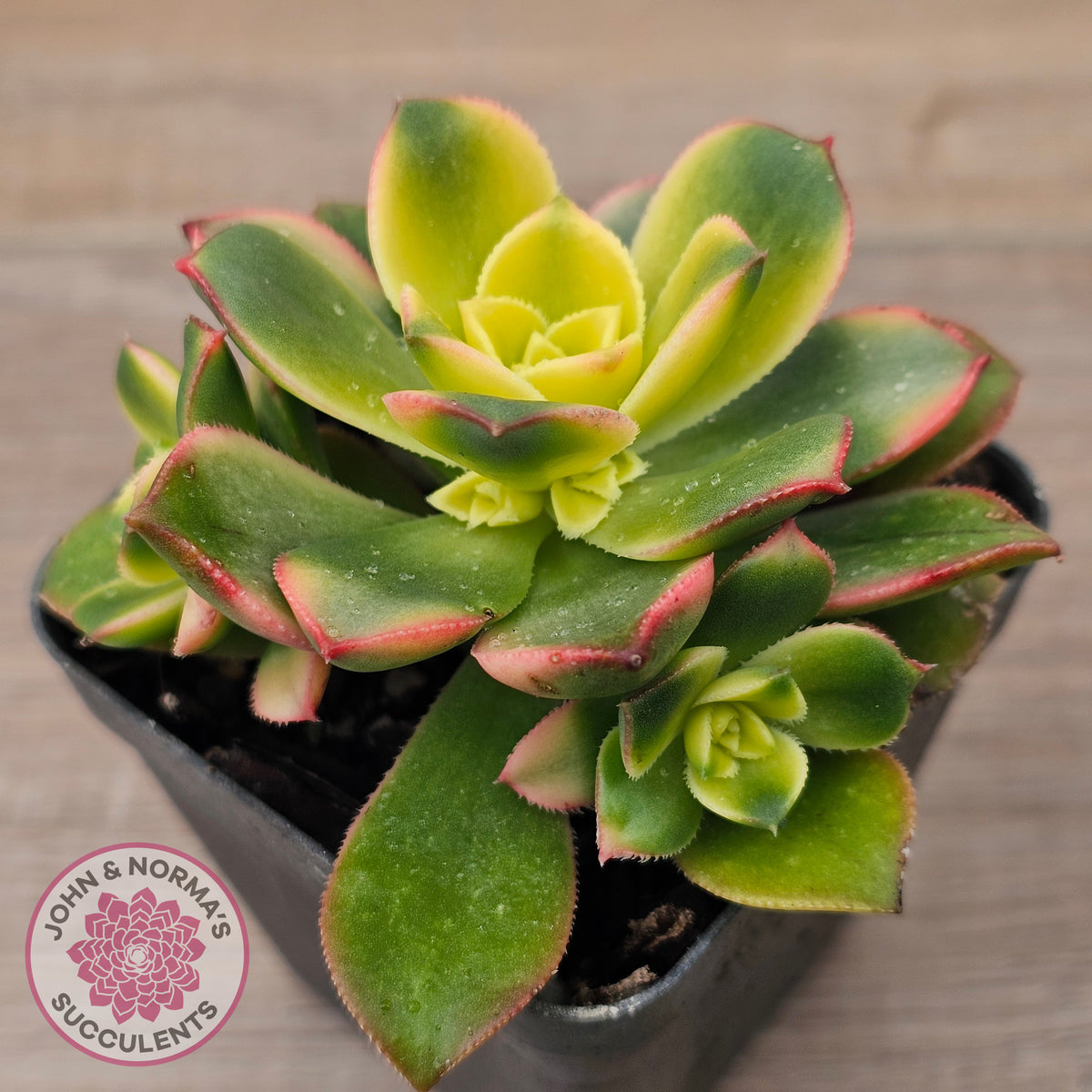 Aeonium haworthii 'Dream Color' aka 'Kiwi'