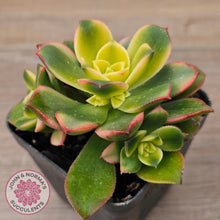 Load image into Gallery viewer, Aeonium haworthii 'Dream Color' aka 'Kiwi'