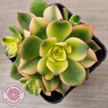 Load image into Gallery viewer, Aeonium haworthii 'Dream Color' aka 'Kiwi'