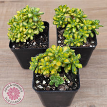 Load image into Gallery viewer, Aeonium Spathulatum Variegated