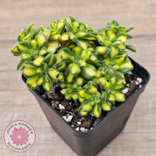 Load image into Gallery viewer, Aeonium Spathulatum Variegated