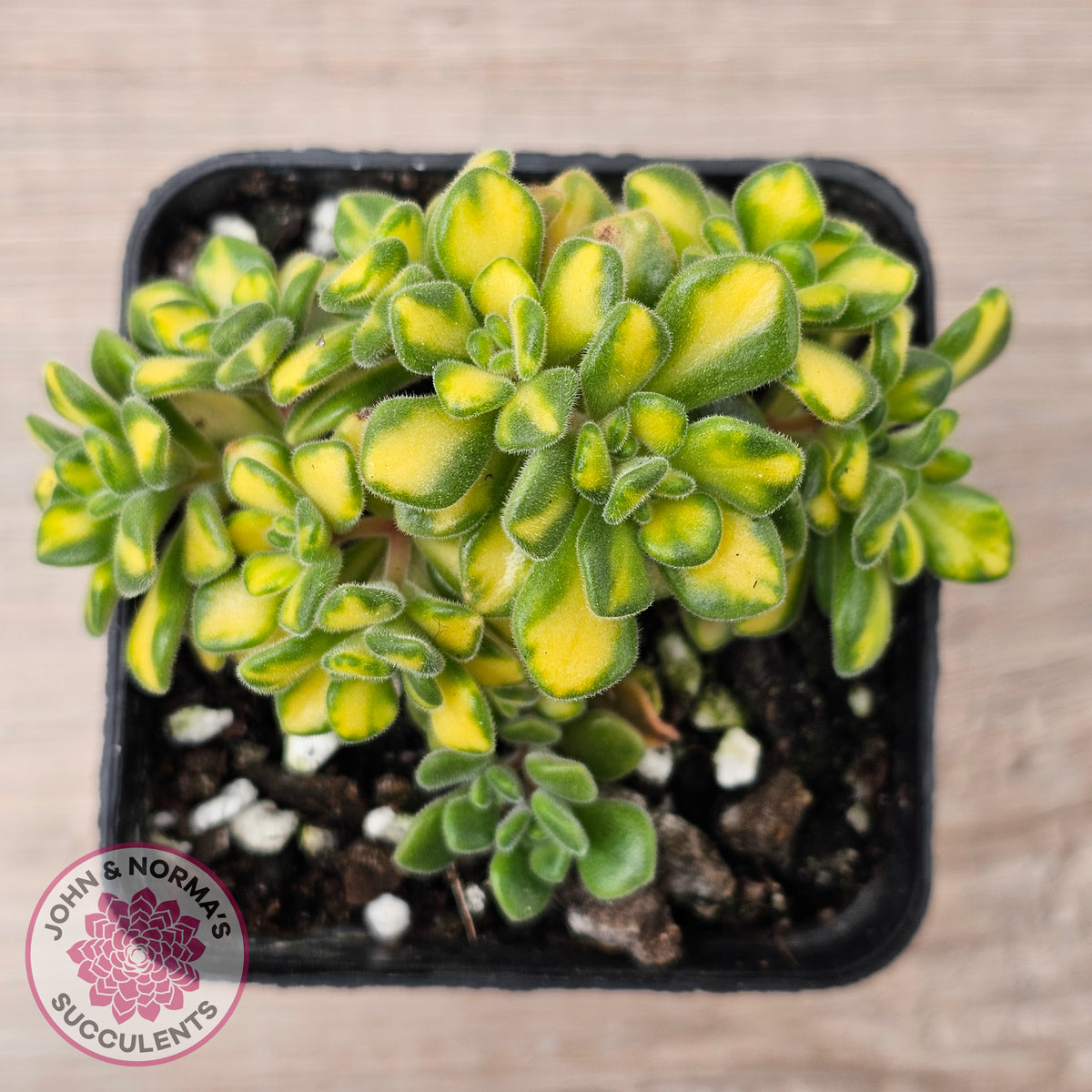 Aeonium Spathulatum Variegated