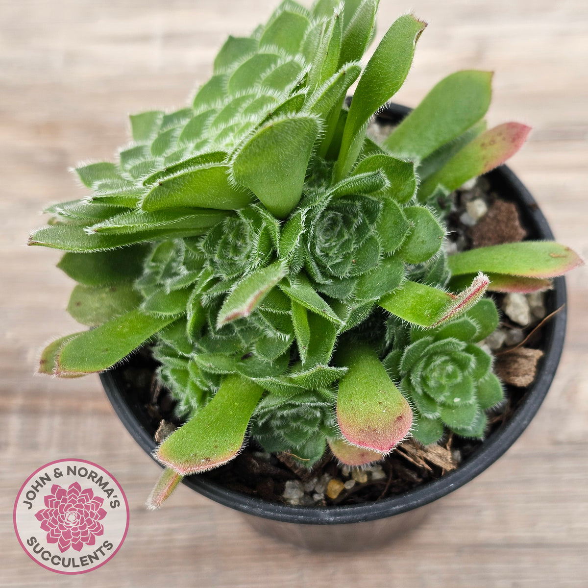 Aeonium tabuliforme 'Hime Meikyou'