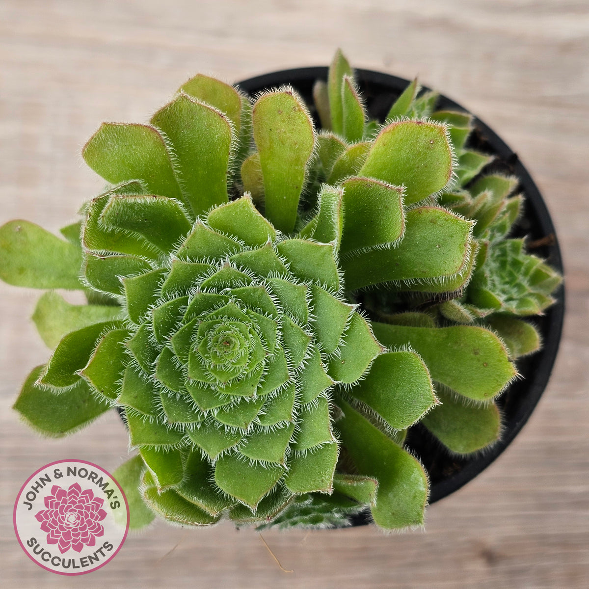 Aeonium tabuliforme 'Hime Meikyou'