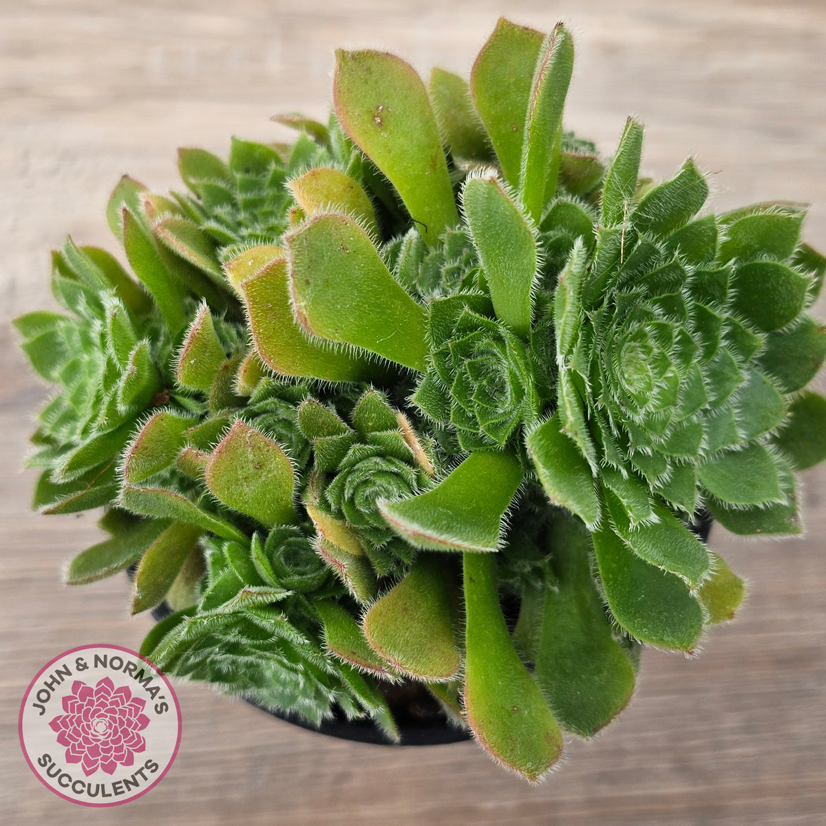 Aeonium tabuliforme 'Hime Meikyou'