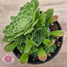 Load image into Gallery viewer, Aeonium tabuliforme 'Hime Meikyou'