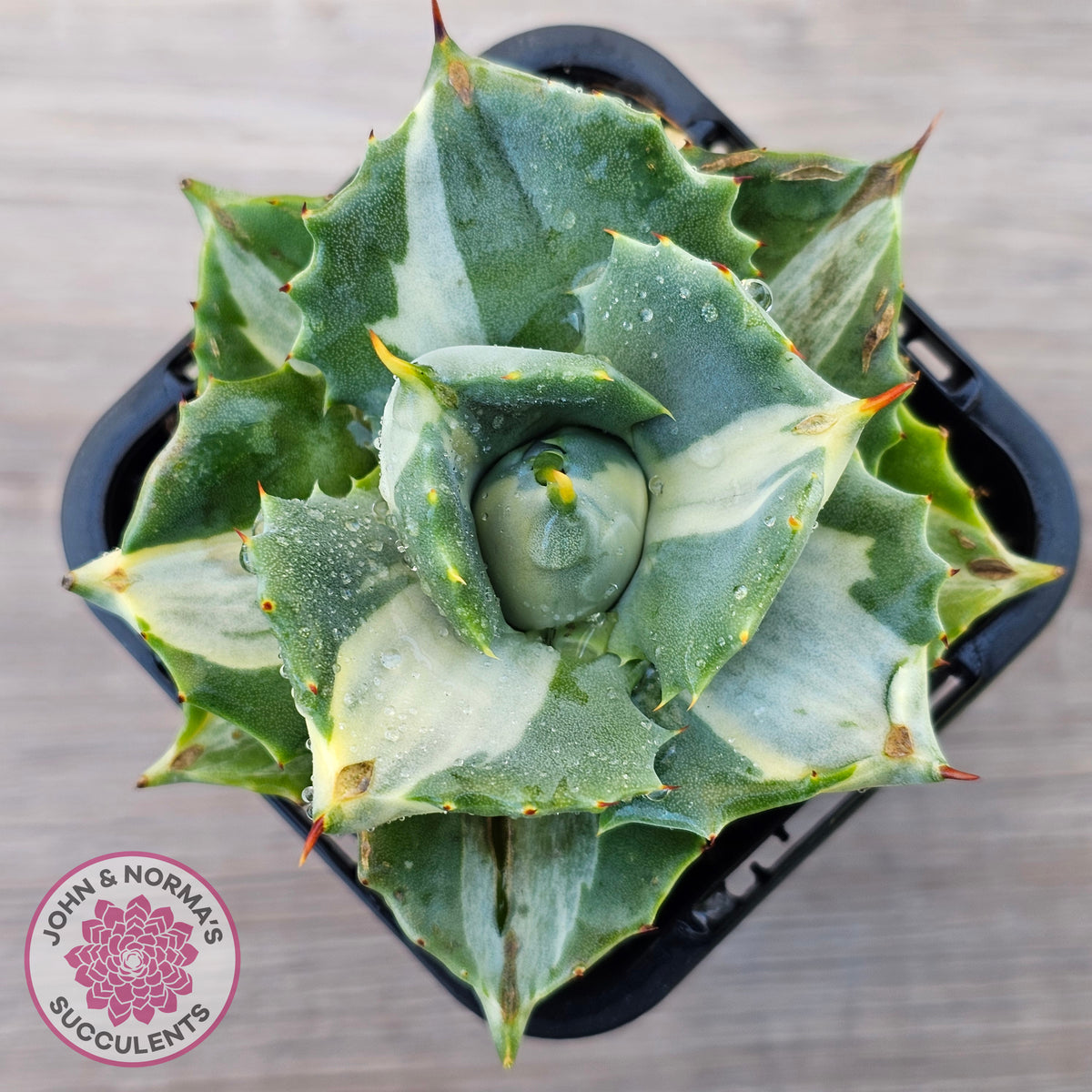 Agave isthmensis 'Oji Raijin'