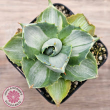 Load image into Gallery viewer, Agave isthmensis 'Oji Raijin'
