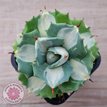 Load image into Gallery viewer, Agave isthmensis 'Oji Raijin' - John & Norma's Succulents Australia