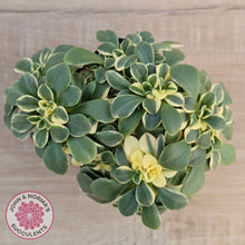 Load image into Gallery viewer, Aichryson x aizoides variegatum