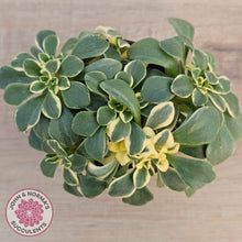 Load image into Gallery viewer, Aichryson x aizoides variegatum
